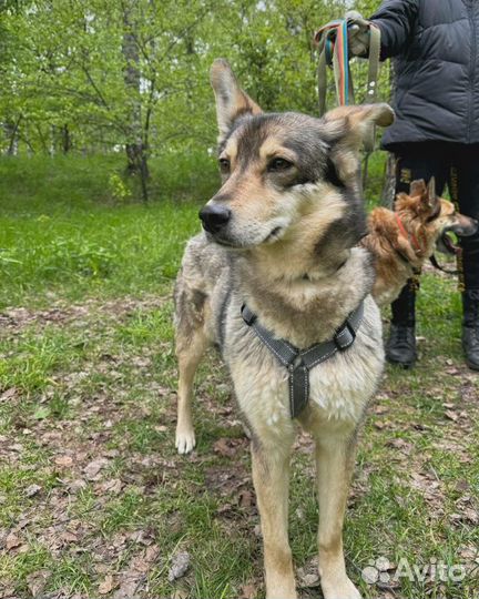 Маленькая собачка страдает в приюте