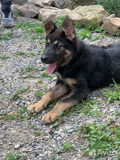 Щенок в добрые руки бесплатно