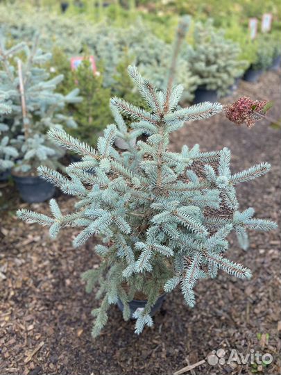 Растения гейхера