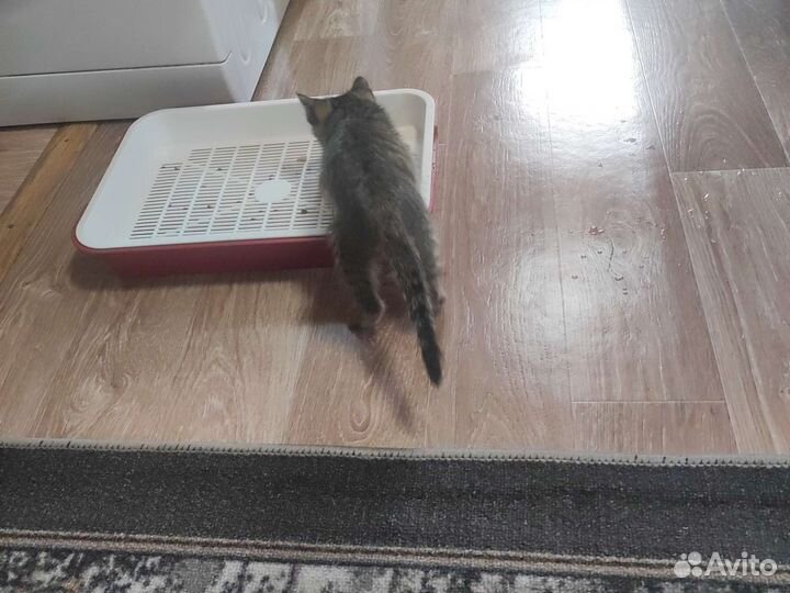 Отдам котят