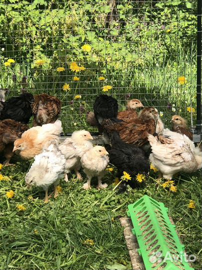 Дэкалб, Доминанты.Фавероль- цыплята