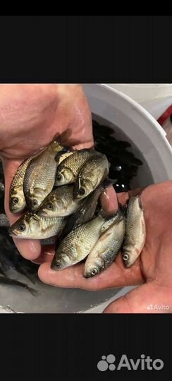 Карась живец