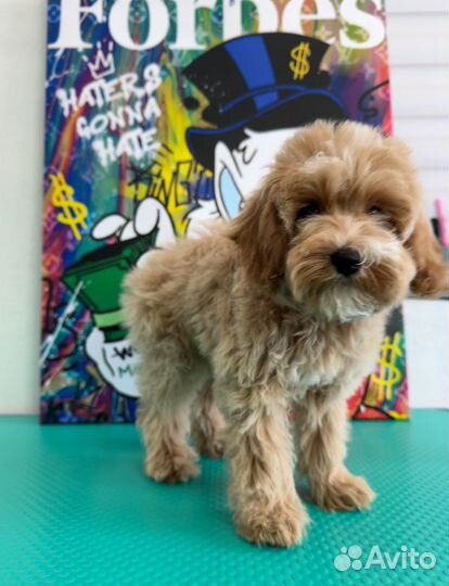 Стрижка собак и кошек, груминг Зоосалон