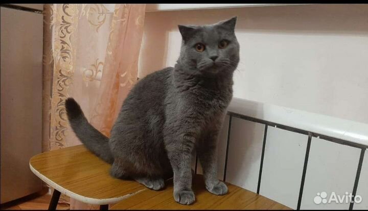 Британская кошка