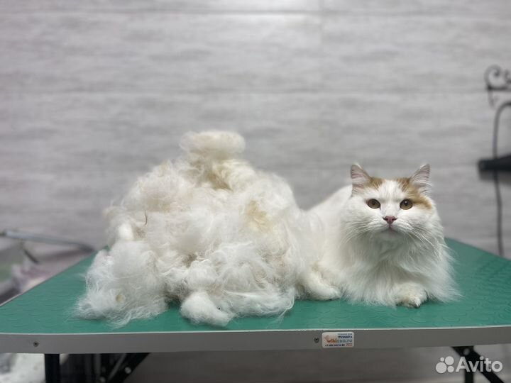 Экспресс линька собак и кошек