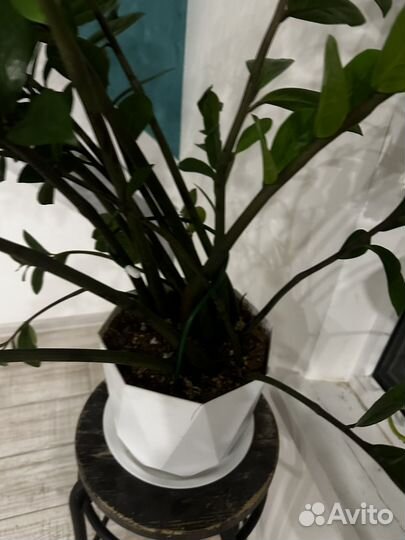 Замиокулькас