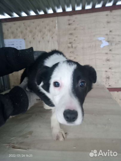 Щенок Лика 3 мес в дар