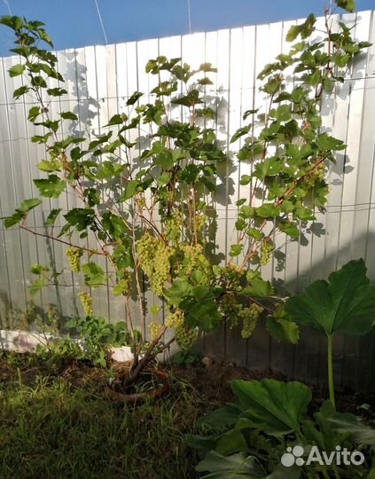 Виноград Кристалл