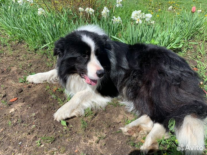 Бордер колли вязка