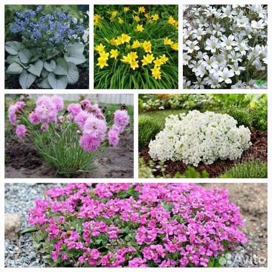 Цветы многолетники