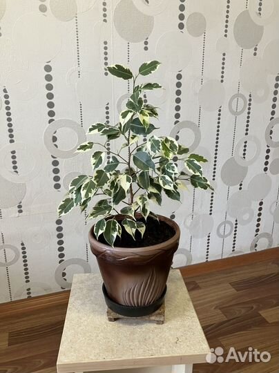 Фикус Бенджамина сорта 