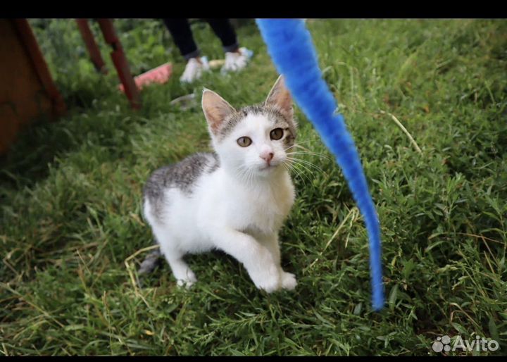 Котенок, коты и кошки