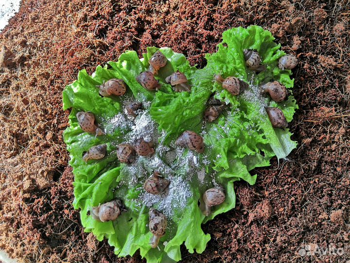 Улитята ахатины