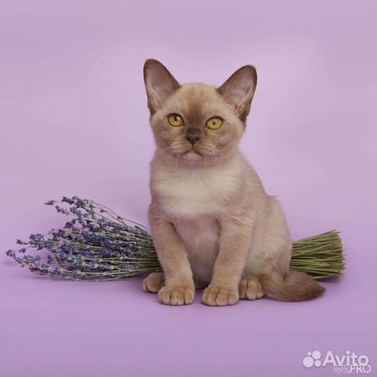 Малышки европейской бурмы