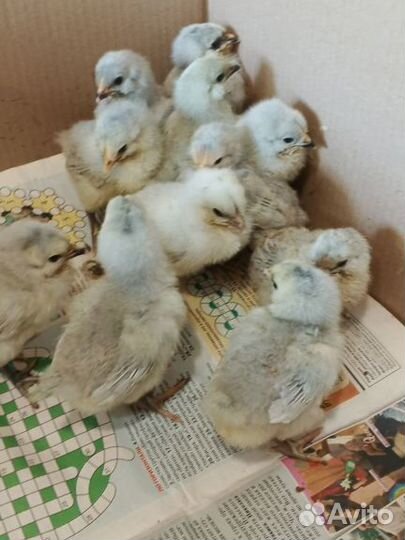 Цыплята амераукана лаванда