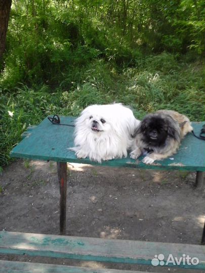 Вязка пекинеса