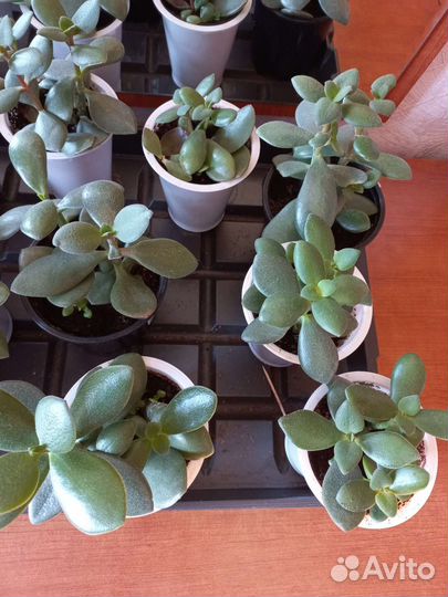 Толстянка крассула