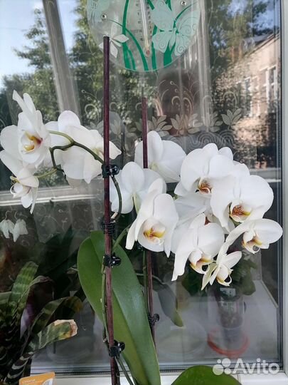 Орхидея фаленопсис