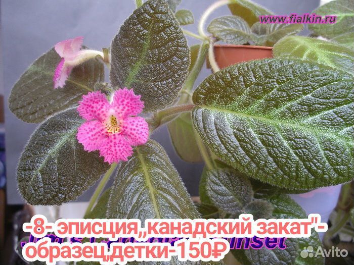 Эписции акварельные