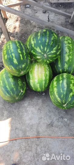 Арбуз оптом Каристан