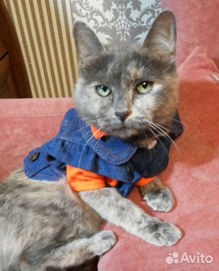 Одежда для очень маленькой собаки