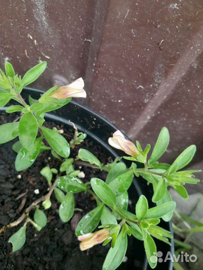 Петуния ампельная