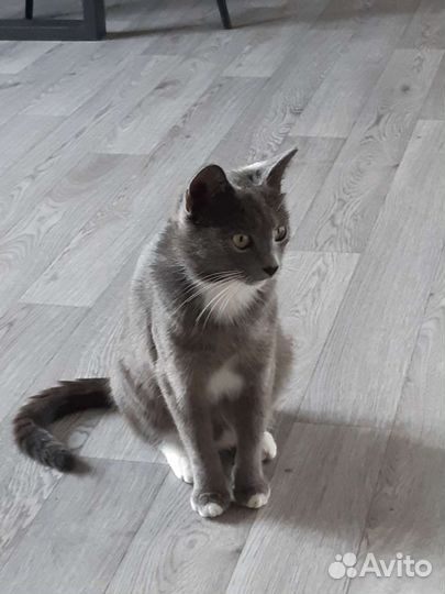Котёнок