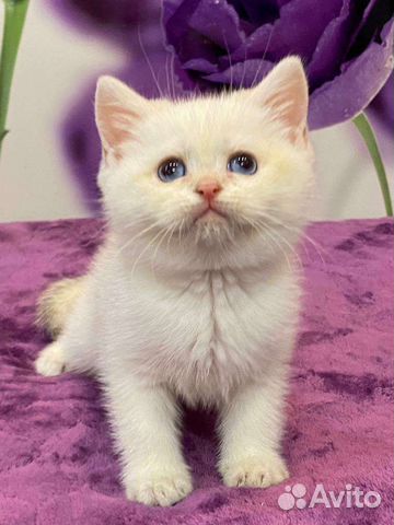 Синеглазки