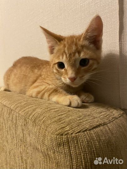 Рыжий котенок мальчик ищет добрые ручки