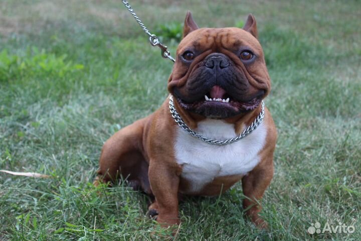 Кобели для вязок