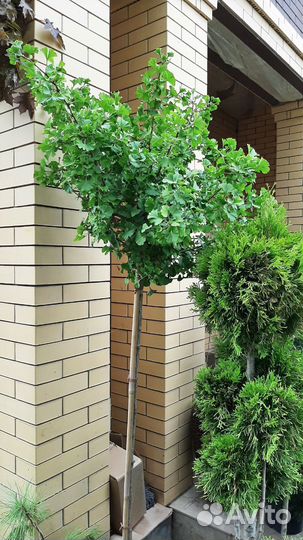 Саженцы Гинкго билоба и Карагана