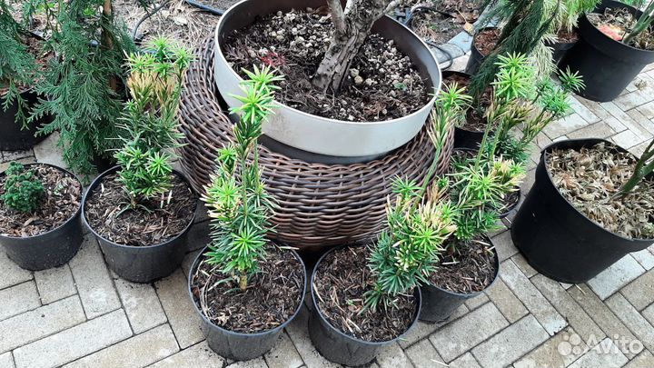 Туя тис можжевельник тсуга