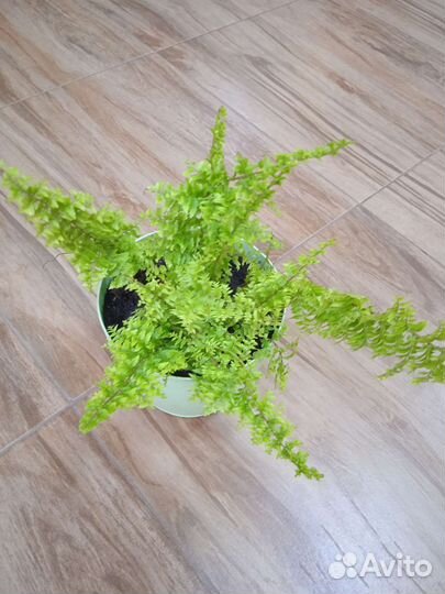 Комнатные растения