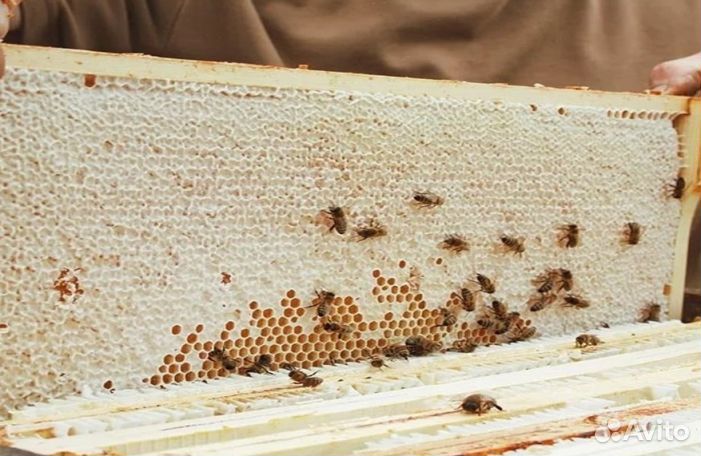 2023 года Мед Алтайский опт