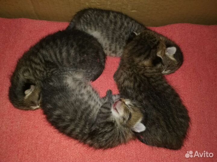 Котята