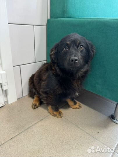 Щенки ищут дом