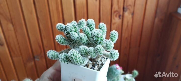 Кактус Mammillaria Vetula ssp.Gracilis