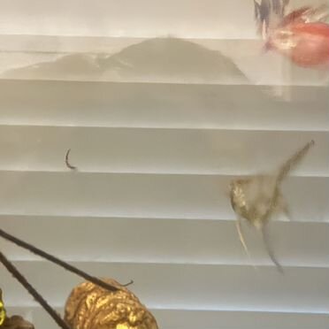 Аквариум с рыбками