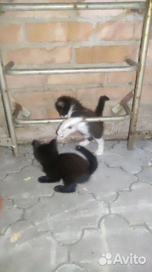 Котята в добрые руки