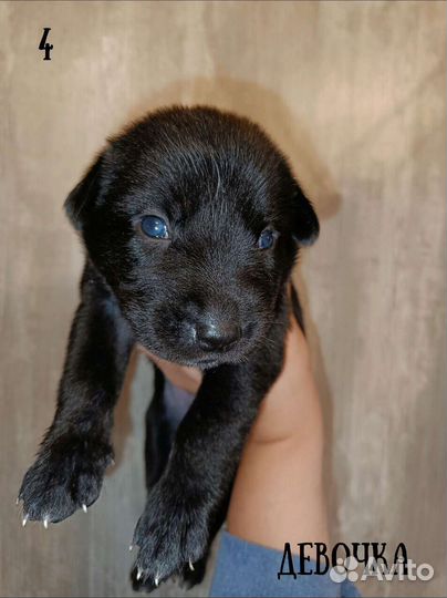 Щенки лабрадора