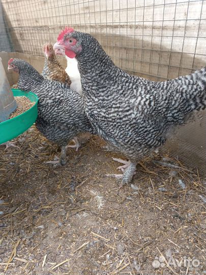 Инкубационное яйцо, Петухи