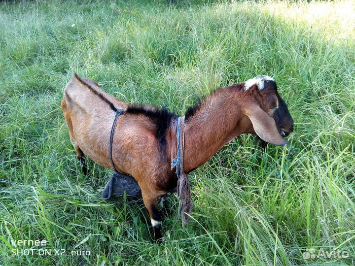 Продам козла