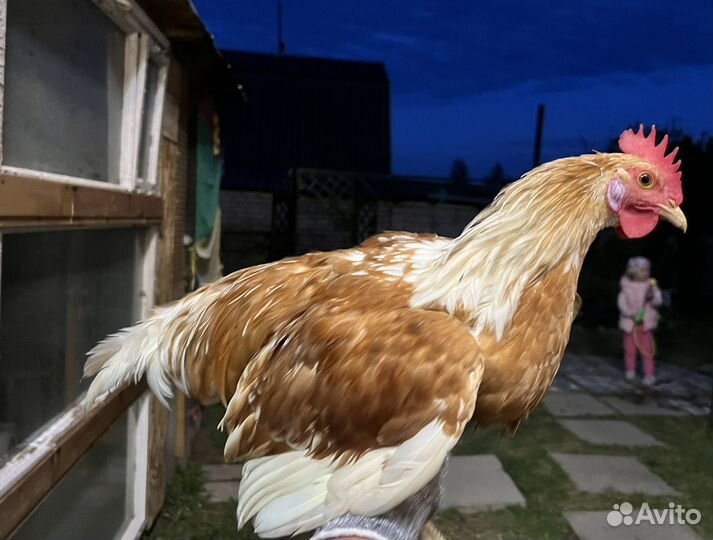 Петух, курицы