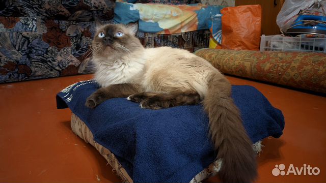 Котëнок тайской породы окрас колор пойнт объявление продам