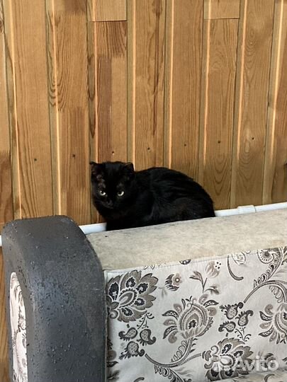 Домашние животные кошки