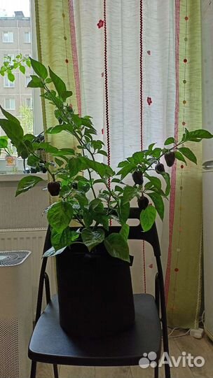 Перец хабанеро шоколадный