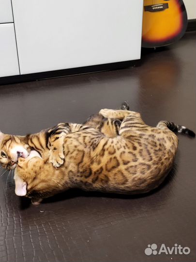 Бенгальские котята