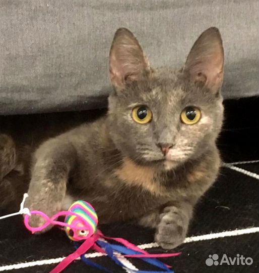 Кошка в добрые руки. Алиса, скромница с бантиком