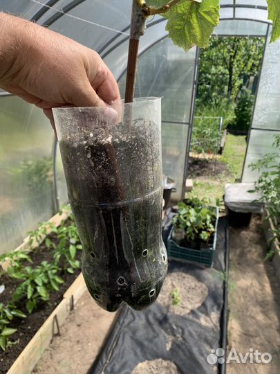 Саженцы Винограда