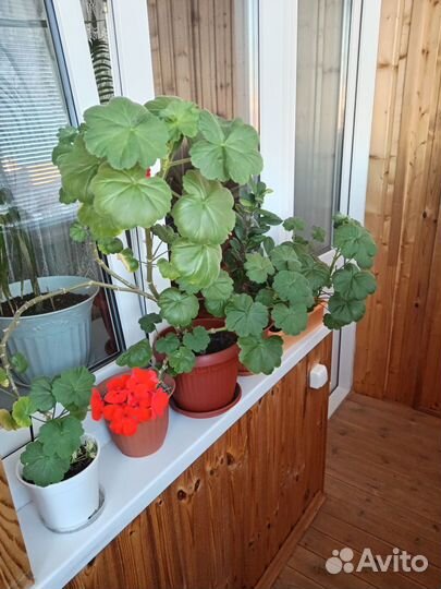 Пеларгония герань